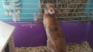 Кого заводить кролика или морскую свинку?