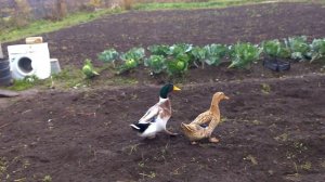 Когда начинают нестись утки (башкирская цветная утка).+  Эксперимент// Мое хозяйство