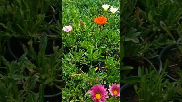 Ціни на Квіти Закарпаття з Теплиць смотреть онлайн