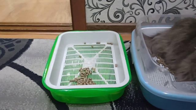 Большой лоток для котиков . Какой из трёх выберут ? 🐈🐈 смотреть онлайн
