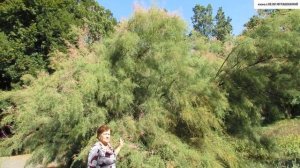 ПРОГУЛКА по БОТСАДУ.  ТАМАРИКС (Гребенщик).  Условия выращивания и особенности размножения.