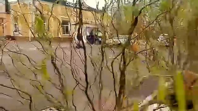 Прогулка со мной и ива кучерявая 27.11.2016 смотреть онлайн