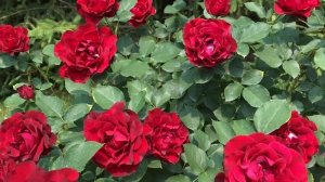 Роза  Hommage a Barbara (Омаж а Барбара)