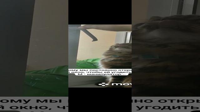 все для кота ?