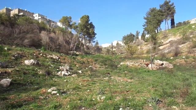 Инесса Ревзис - посадка дуба в Иерусалиме на Ту би-Шват смотреть онлайн