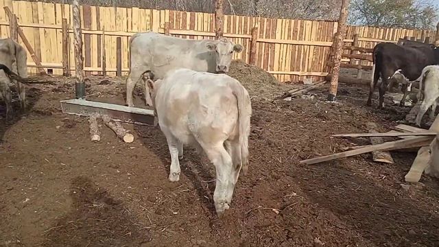 7 месячный бычок(вес 286кг) смотреть онлайн