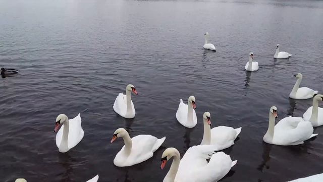 Посмотрите сколько лебедей и уточек живёт на реке... смотреть онлайн