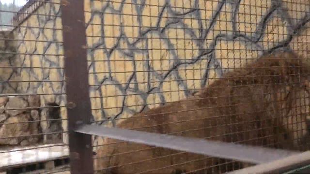 Вот вам и Муфаса в целости и сохранности! Here's Mufasa safe and sound! смотреть онлайн