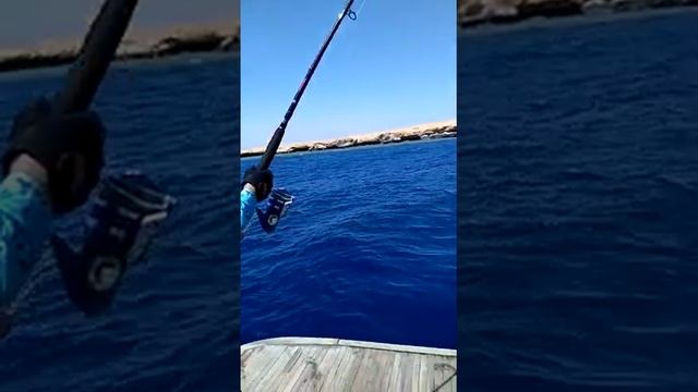 popping Hurghada EGAF 2021 смотреть онлайн