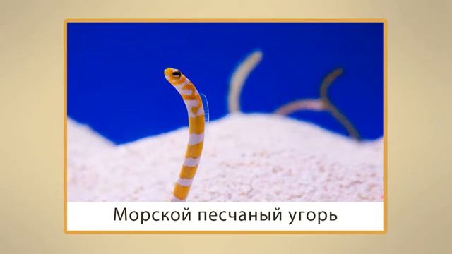 Места обитания рыб Правила поведения на водоемах смотреть онлайн
