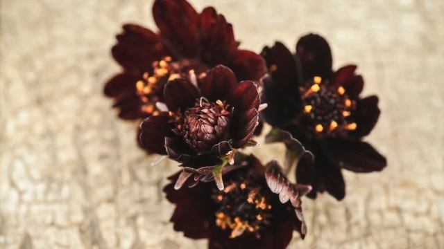 SEED STORIES | Black Magic Cosmos: Delightful Chocolate-Scented Blooms! смотреть онлайн