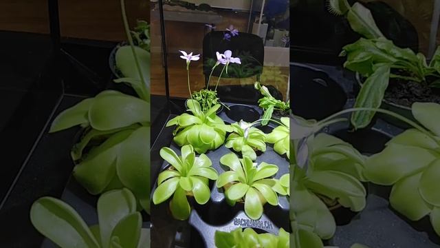 По музеям! Жирянка. смотреть онлайн