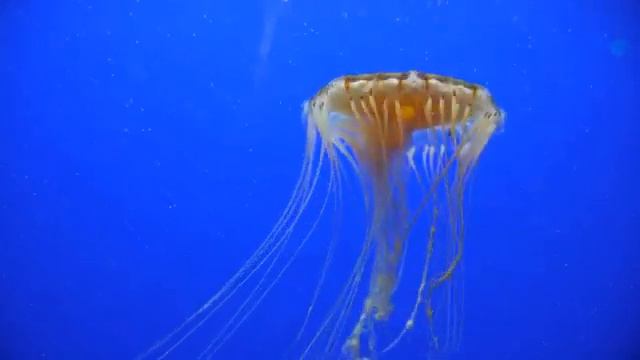 Relaxing music for relaxation , from fatigue / Расслабляющая музыка для отдыха , от усталости смотреть онлайн