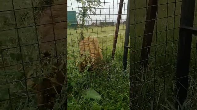 Паритет в саванне сохраняется! Тайган #shorts