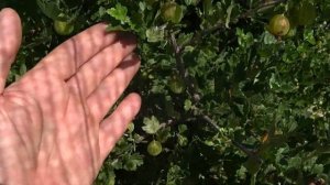 Преимущества выращивания крыжовника на шпалере