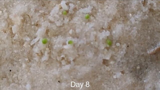 Growing Conophytum Calculus From Seeds - Update!