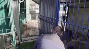 Карен Даллакян показал историю львенка Симбы перед отправкой его в Африку