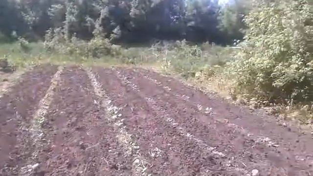 Прополка тыквы культиватором смотреть онлайн