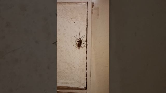 spider vs cockroach смотреть онлайн