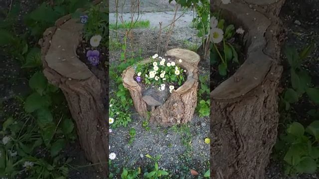 Вот это пенёк! Умеют же люди: превратили пенёк в клумбу #18 смотреть онлайн