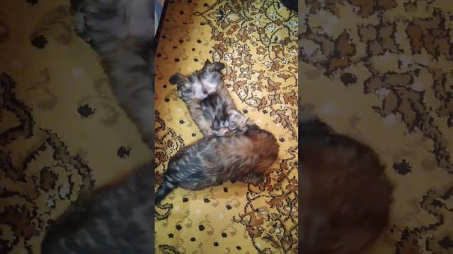 Даугавпилс Латвия щенки Ши-Тцу смотреть онлайн