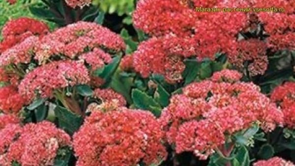 Очиток большой Манстед Дарк Ред. Краткий обзор, описание sedum telephium Munstead Dark Red