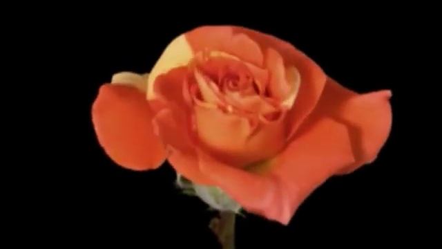 Petite Fleur (медл. фокстрот, аккордеон) смотреть онлайн
