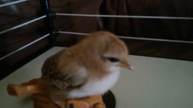 The Chickenator смотреть онлайн