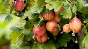 Мучнистая Роса На Крыжовнике Срочно Обработайте Этим Средством