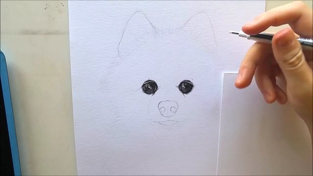 How to draw a Pomeranian dog - Eyes and snout | Leontine van vliet смотреть онлайн