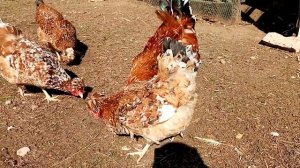 Русская хохлатая порода кур ситцевого окраса, Жар птица нашего подворья!!! ???