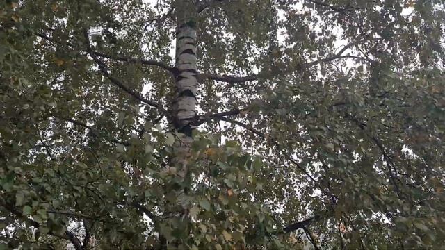 Всеобщая тревога в Санкт-Петербурге. Сирена. смотреть онлайн