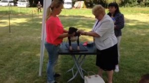 Ринг миниатюрных бультерьеров. Мисти. Измерение роста