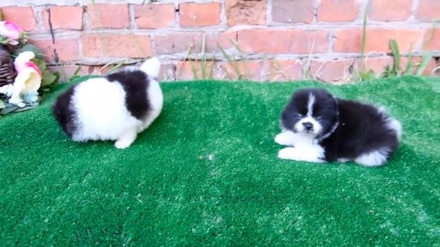 мальчик и девочка шпиц 5 недель смотреть онлайн