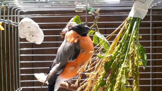 Снегирь Джулиус любит травку смотреть онлайн