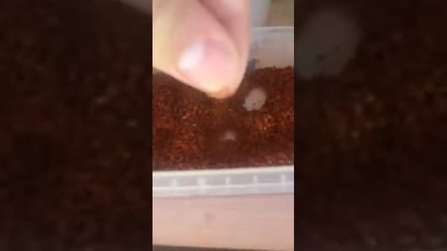 Кормление мальков гуппи и меченосцев смотреть онлайн