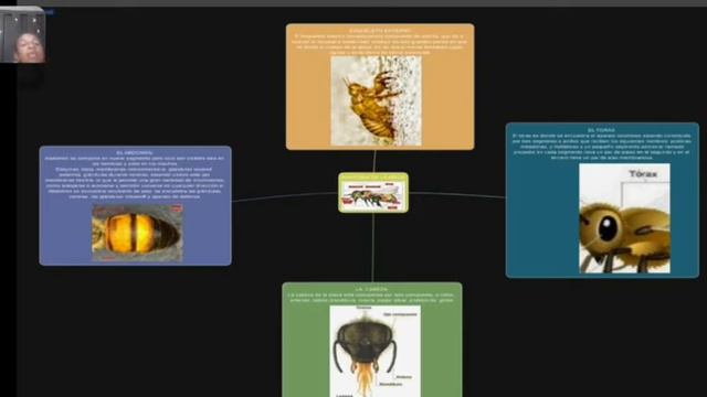APICULTURA- ANGELA TENORIO QUIÑONEZ- CLASE 2 DE LA UNIDAD 2 смотреть онлайн