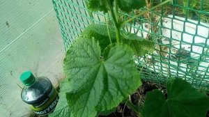 # выращиваем огурцы# в теплице на шпалере#