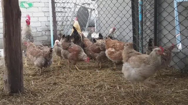 Юрловские голосистые куры. Ульяновск. смотреть онлайн
