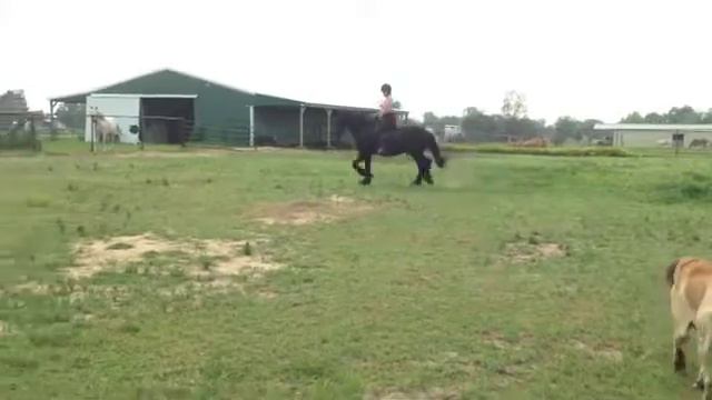 Teun Friesian Gelding смотреть онлайн