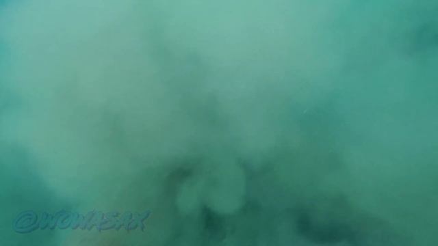 Dancing Dugon / Танцующий Дюгонь смотреть онлайн