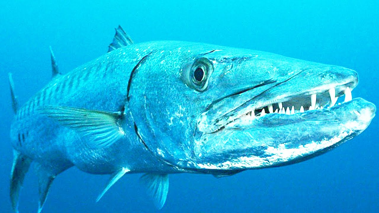 Барракуда - морская агрессивная щука смотреть онлайн