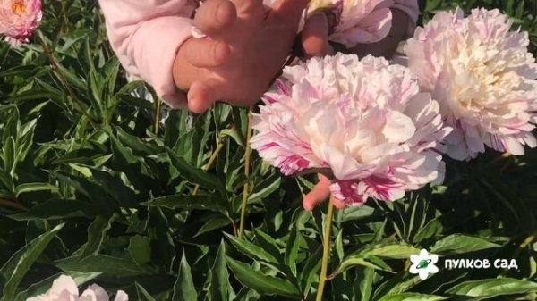 Candy Stripe peony. Кэнди Страйп пион. Пулков сад (2022 г)