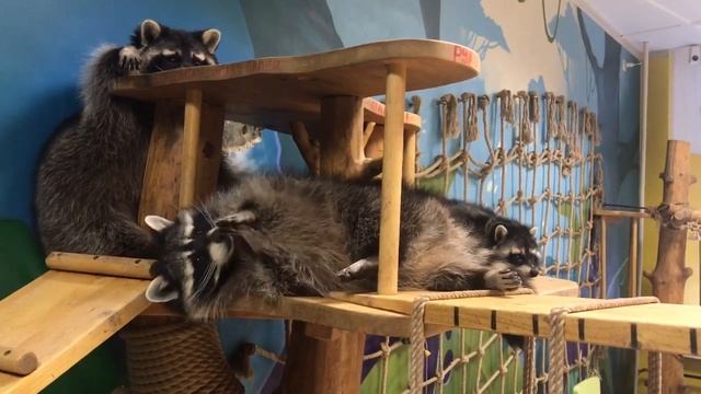 Обгрызной маникюр по-енотьи смотреть онлайн