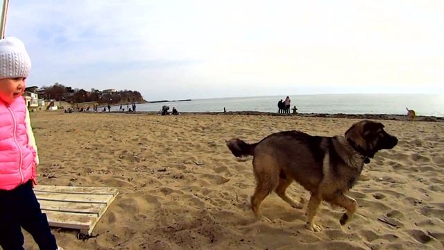 ВЛОГ НАСТЯ НА МОРЕ ИГРАЕТ С СОБАЧКАМИ смотреть онлайн