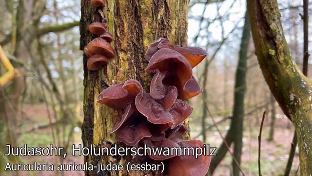 Winterpilze 2021 - Zitterlinge, Drüslinge & Judasohren Im Januar | Tremella | Exidia | Auricularia