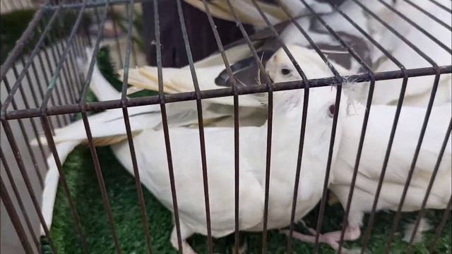 Love Birds Java Finches and Other Biggest Birds Market Lalukhet смотреть онлайн