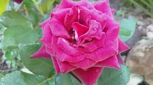 РОЗЫ и ПОЛУТЕНЬ #розы #розывполутени 8 сортов