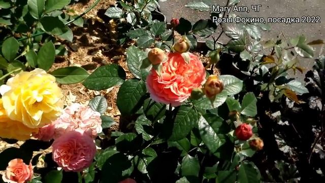 10.07.22 Тюмень.Аномальная погода?☀ Обзор розария по сортам, питомникам, годам посадки смотреть онлайн