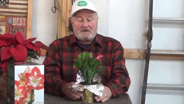 Is your Christmas cactus not blooming at Christmas? Maybe it isn't a Christmas cactus. смотреть онлайн